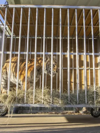 A tiger inside a metal cage on wheels, being transported by two individuals.