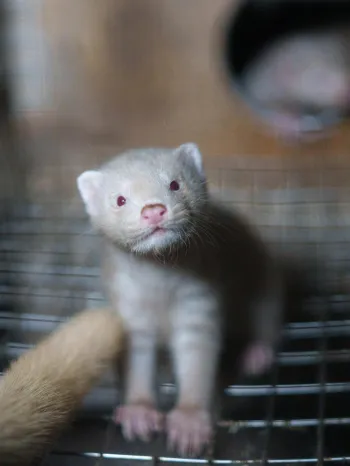 A young, pale-colored mink standing inside a metal mesh cage.