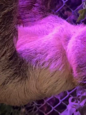 A sloth hanging upside down.