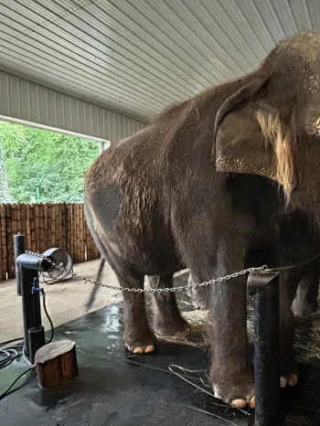 An elephant stands inside a covered enclosure, secured by a chain.