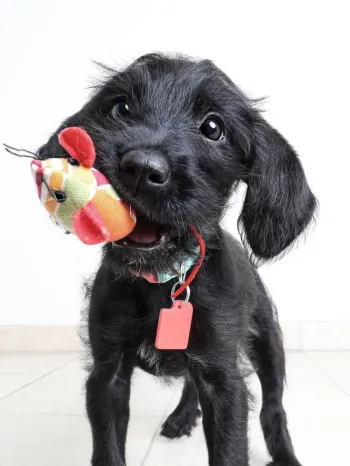 Black puppy with toy in its mouth