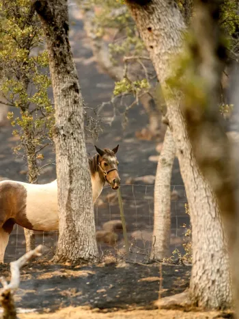 A horse stands on scorched land near Copperopolis