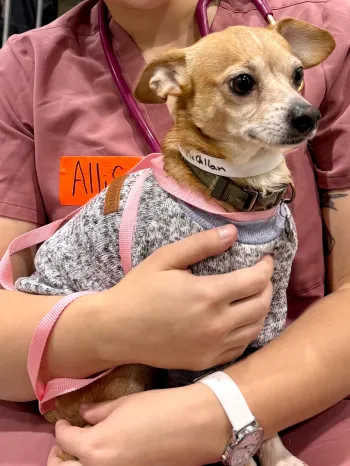 Veterinary worker cradling a small dog