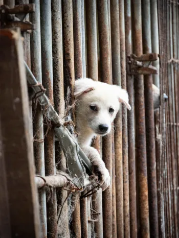 Gwangju Dog Meat Farm white dog looks out
