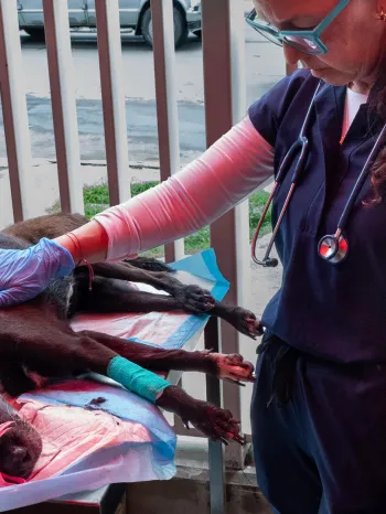 Veterinarian examining dog in an emergency clinic 