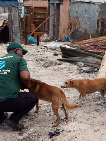 Two dogs after a flood in South Africa