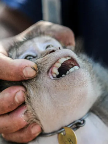 A person holding the head of a small monkey.