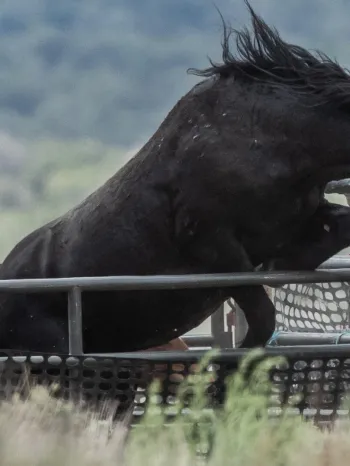 A wild American mustang attempts to jump over metal barrier