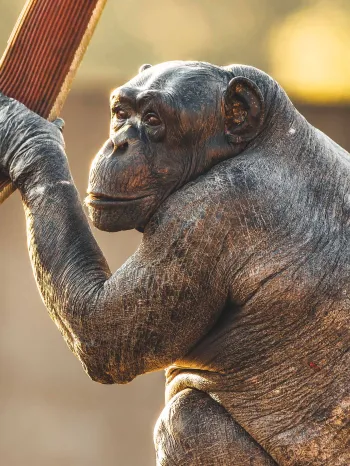 A hairless chimp turning her head to look at the camera. 