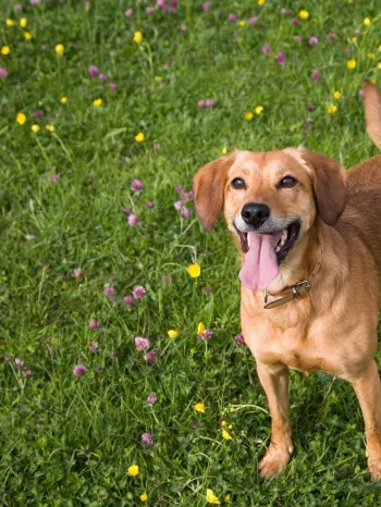 Dog wearing brown dog collar standing in a field with flowers