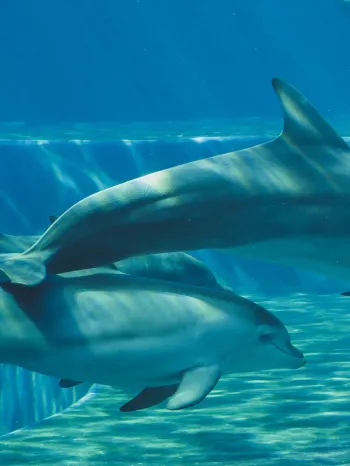 Dolphins swimming gracefully underwater in captivity.