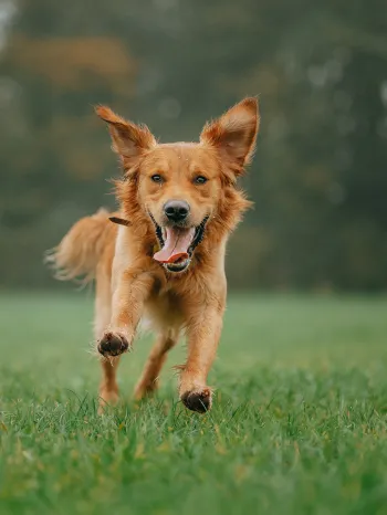 Happy dog running outdoors