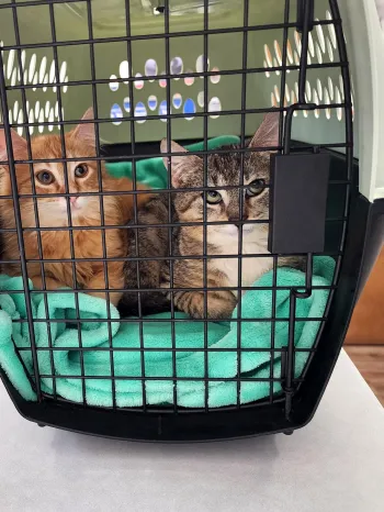 Two kittens in a carrier in the veterinarian's office