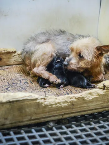 puppy mill mother with her litter
