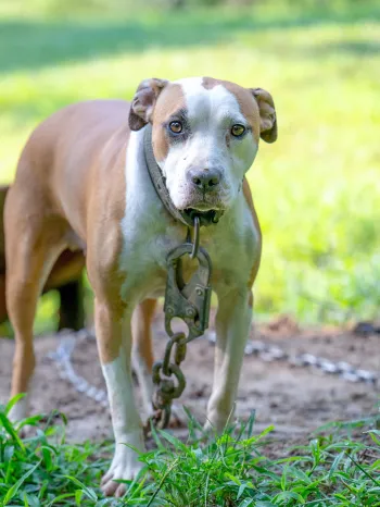 Sad dog is chained outside waiting to be rescued by animal rescue team 