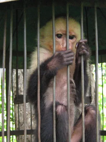 Monkey sitting inside a cylindrical metal cage outdoors.