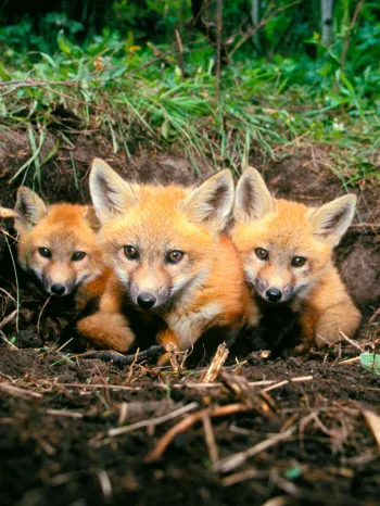 Red fox pups at den in Colorado.