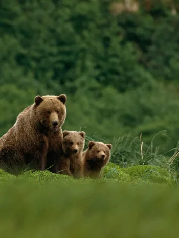 Grizzly bear mother with two cubs