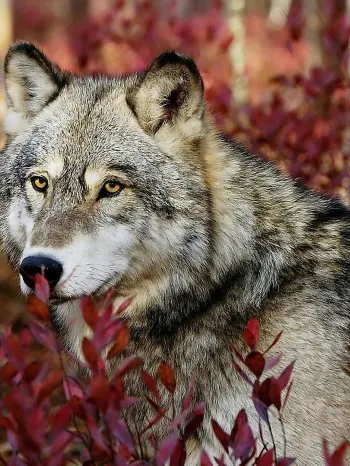 Wolf standing amidst a dense patch of reddish-purple foliage