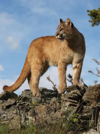 A big cat standing on rocks outdoors.