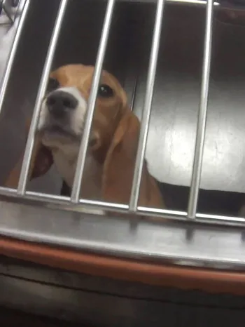 A beagle in a testing facility look out a metal cage