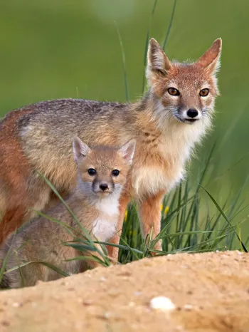 Swift foxes