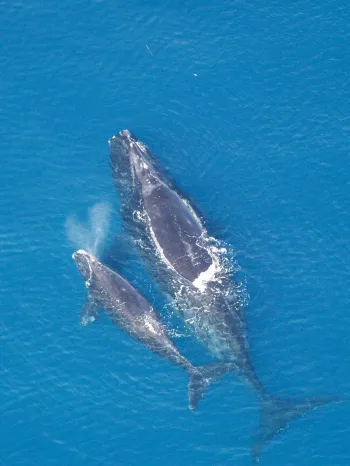 Aerial view of a mother whale and her calf swimming closely together in the ocean.