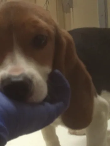 Young beagle puppy standing  in a laboratory setting with a gloved hand cradling the puppy's chin.