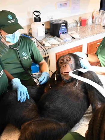 A team is treating a sedated chimpanzee on a clinic table.