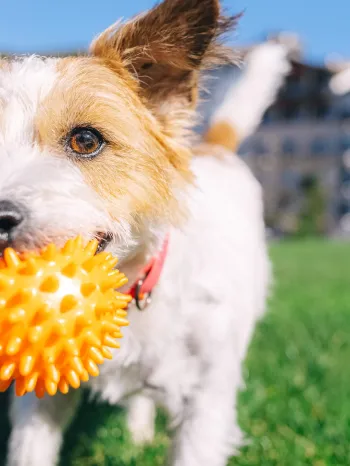 Jack Russell terrier dog playing with a ball in a park