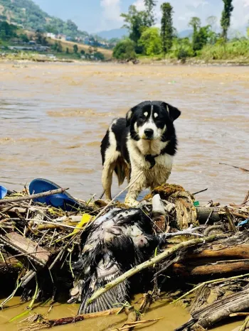 Dog in Nepal after 2023 deadly floods and landslides