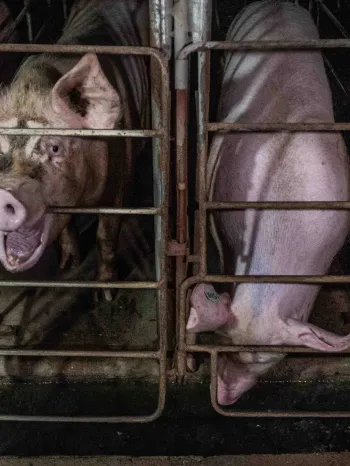 Several pigs confined in gestation crates.