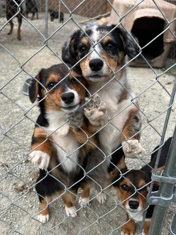 A group of three dogs stand next to a kennel