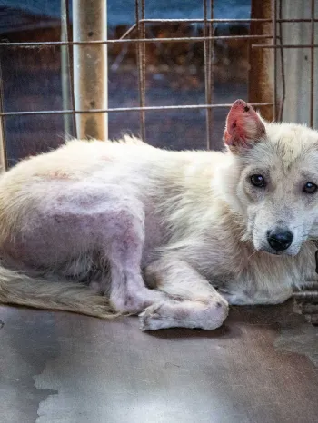 A dog with a skin disease is shown locked in a cage at a dog meat farm in Gangjin, South Korea, on Thursday, Aug. 13, 2026.