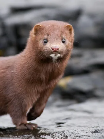 Brown mink standing on a wet, rocky surface