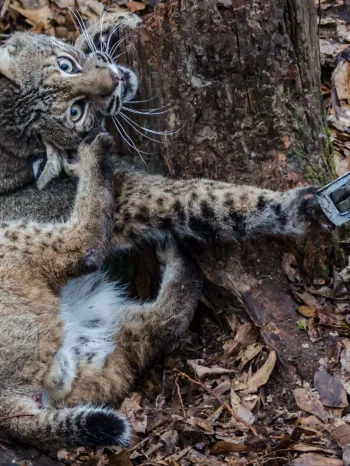 Distressed bobcat caught in an animal trap in a forested area.