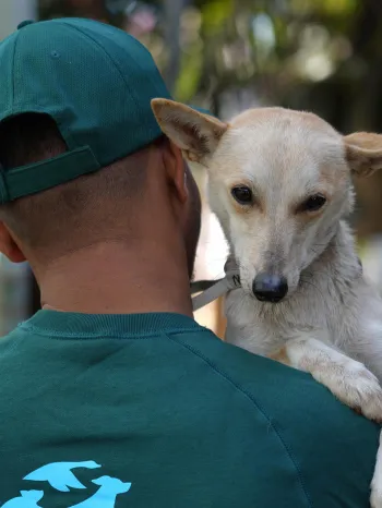 A person is seen from behind, holding a dog