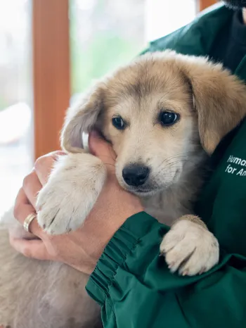 Dog held by Humane World for Animals staff