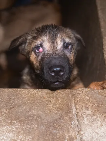 Dog with injured eye at fattening facility