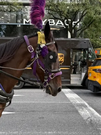 A horse wearing purple tack and a tall feathered plume is pulling a carriage through a city street.