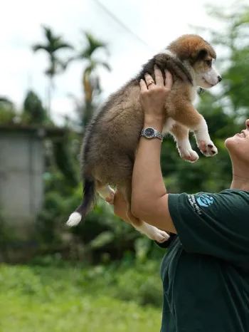 Rescued from the dog meat trade in India