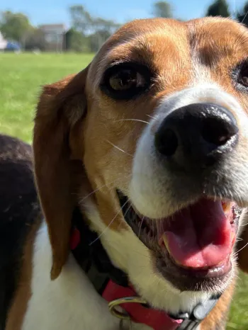 Beagle stands on a grassy field