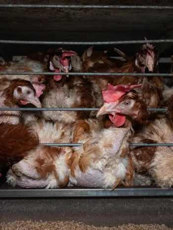 Laying hens exhibiting feather loss press against the bars of a crowded cage at an egg farm.