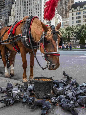 Horse-drawn carriage and horse on a city street
