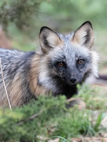 A fox with a coat that features a mix of black, gray, and reddish-brown fur. 