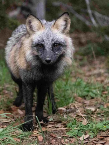Foxe relax, play, eat, drink and sleep in to their enclosures at the Wildlife Rescue and Rehabilitation in Kendalia, TX,