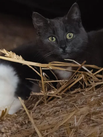 Straßenkatzen, die sich verstecken