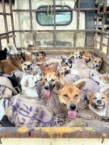 Several dogs in a burlap sacks on a truck bed, destined for the dog meat trade
