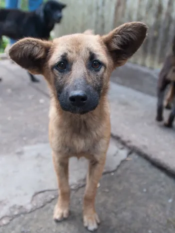Bhutan street dogs