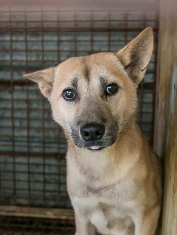 Dog meat farm survivor in rusty cage